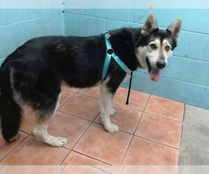 German Shepherd Dog-Siberian Husky Mix Dogs for adoption in Downey, CA, USA