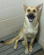 German Shepherd Dog-Unknown Mix Dogs for adoption in Valley Falls, KS, USA