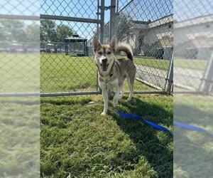 - Mix Dogs for adoption in Corpus Christi, TX, USA