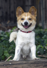 Pembroke Welsh Corgi Dogs for adoption in Palo Alto, CA, USA