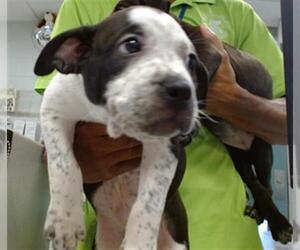 American Pit Bull Terrier Dogs for adoption in Oklahoma City, OK, USA