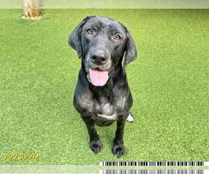 Labrador Retriever Dogs for adoption in West Palm Beach, FL, USA