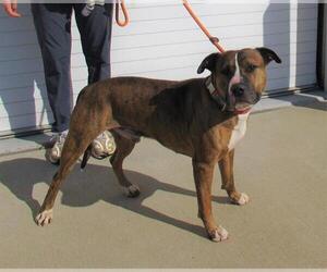Bullboxer Pit Dogs for adoption in Louisville, KY, USA