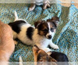 Dachshund-Unknown Mix Dogs for adoption in Raleigh, NC, USA