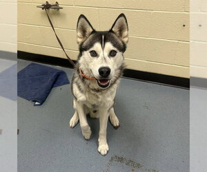 Siberian Husky Dogs for adoption in Denver, CO, USA