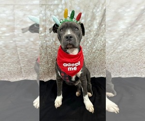 Staffordshire Bull Terrier-Unknown Mix Dogs for adoption in Germantown, OH, USA
