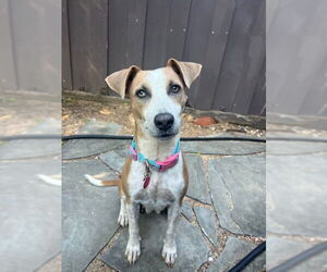 Mutt Dogs for adoption in Lakewood, CO, USA