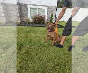 Medium Photo #5 American Pit Bull Terrier Puppy For Sale in MIDWAY, UT, USA