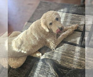 Mutt Dogs for adoption in Vail, AZ, USA