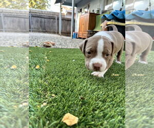 Bullypit Dogs for adoption in SACRAMENTO, CA, USA