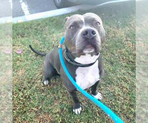 American Pit Bull Terrier Dogs for adoption in Long Beach, CA, USA
