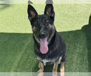 Border Terrier-German Shepherd Dog Mix Dogs for adoption in Redwood City, CA, USA