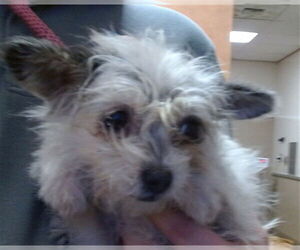 Taco Terrier Dogs for adoption in Sacramento, CA, USA