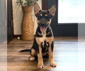 German Shepherd Dog-Unknown Mix Dogs for adoption in Minneapolis, MN, USA