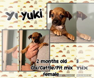 Chihuahua-Unknown Mix Dogs for adoption in Jacksonville, NC, USA