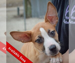 Boxer-Bull Terrier Mix Dogs for adoption in Huntley, IL, USA