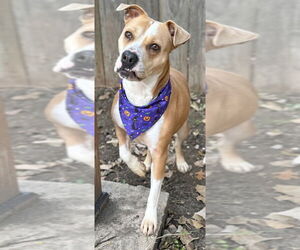 Mutt Dogs for adoption in Great Bend, KS, USA