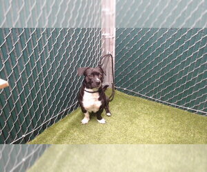 Mutt Dogs for adoption in Downey, CA, USA