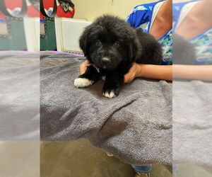 Border Collie-Unknown Mix Dogs for adoption in Pueblo West, CO, USA