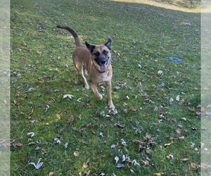 Mutt Dogs for adoption in Springdale, PA, USA