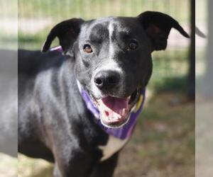 American Staffordshire Terrier-Unknown Mix Dogs for adoption in San Antonio, TX, USA