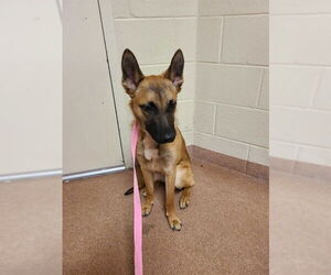 German Shepherd Dog-Unknown Mix Dogs for adoption in Ogden, UT, USA