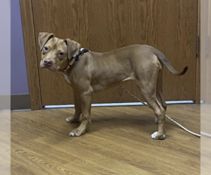 American Pit Bull Terrier-Staffordshire Bull Terrier Mix Dogs for adoption in Manchester, IA, USA