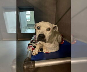 American Bulldog-Unknown Mix Dogs for adoption in Tallahassee, FL, USA