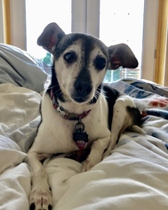 Rat Terrier Dogs for adoption in Delaplane, VA, USA