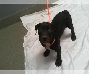 American Pit Bull Terrier-Unknown Mix Dogs for adoption in Las Vegas, NV, USA