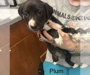 Mutt Dogs for adoption in Jackson Township, NJ, USA