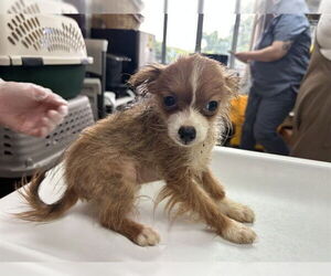 Pomeranian-Unknown Mix Dogs for adoption in Raleigh, NC, USA