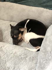 Rat Terrier Dogs for adoption in Des Moines, IA, USA