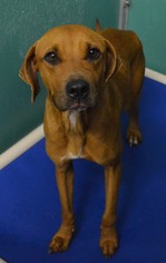 Black Mouth Cur Dogs for adoption in Bryan, TX, USA