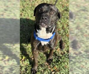 American Staffordshire Terrier Dogs for adoption in Fort Lauderdale, FL, USA