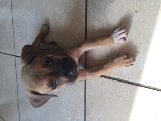 Black Mouth Cur Dogs for adoption in Tampa, FL, USA
