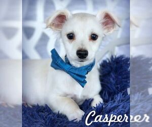 Chiweenie Dogs for adoption in Tustin, CA, USA