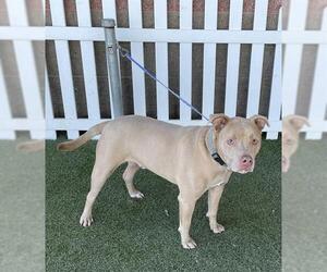 American Staffordshire Terrier-Unknown Mix Dogs for adoption in Modesto, CA, USA