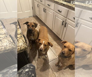 Beagle-Mountain Cur Mix Dogs for adoption in Horn Lake, MS, USA
