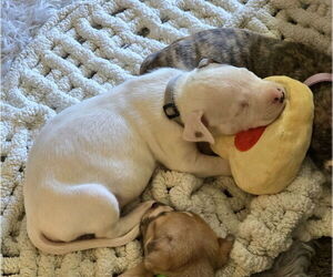 Mutt Dogs for adoption in Holly Springs, NC, USA