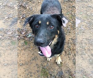 Labrador Retriever-Unknown Mix Dogs for adoption in Heber Springs, AR, USA