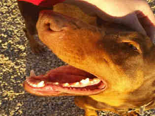 Doberman Pinscher Dogs for adoption in Brighton, CO, USA