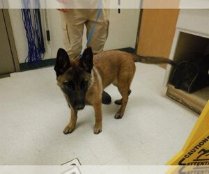 Medium Photo #1 German Shepherd Dog-Unknown Mix Puppy For Sale in Oroville, CA, USA