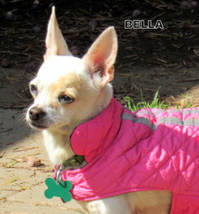Medium Photo #1 Chihuahua-Unknown Mix Puppy For Sale in Lindsay, CA, USA