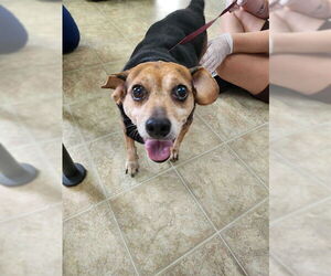 Beagle-Unknown Mix Dogs for adoption in Raleigh, NC, USA