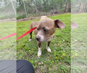 Buggs Dogs for adoption in New Orleans, LA, USA