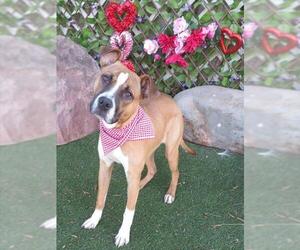 Mutt Dogs for adoption in Oklahoma City, OK, USA