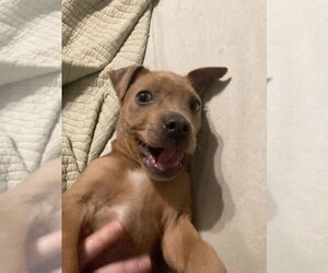 Mutt Dogs for adoption in Aurora, IN, USA