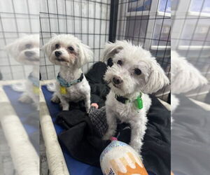Maltese Dogs for adoption in Mukwonago, WI, USA