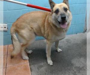 German Shepherd Dog Dogs for adoption in Downey, CA, USA